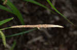 Hanging sedge